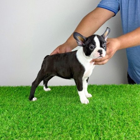 Boston terrier