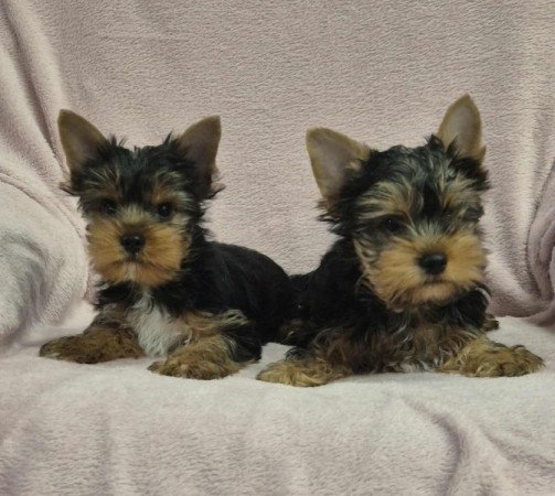 Yorkshire terrier