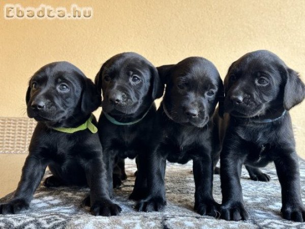 Munkavonalú labrador retriever