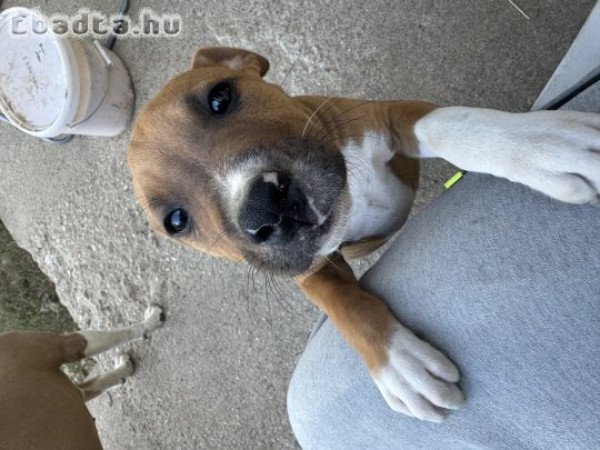 Amstaff szuka kiskutya