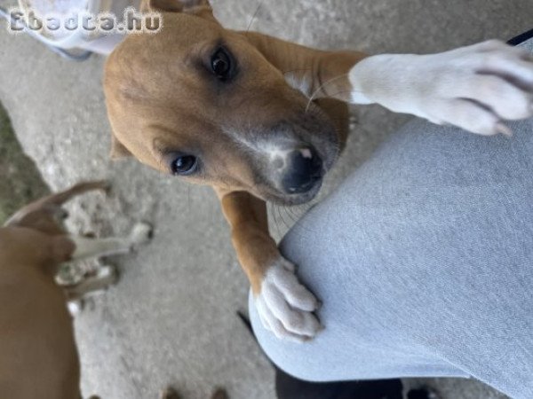 Amstaff szuka kiskutya