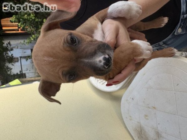 Amstaff szuka kiskutya