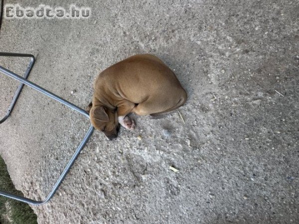 Amstaff szuka kiskutya