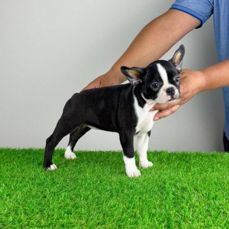 Boston terrier