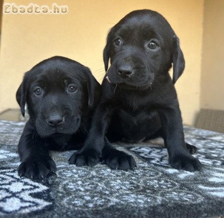 Munkavonalú labrador retriever