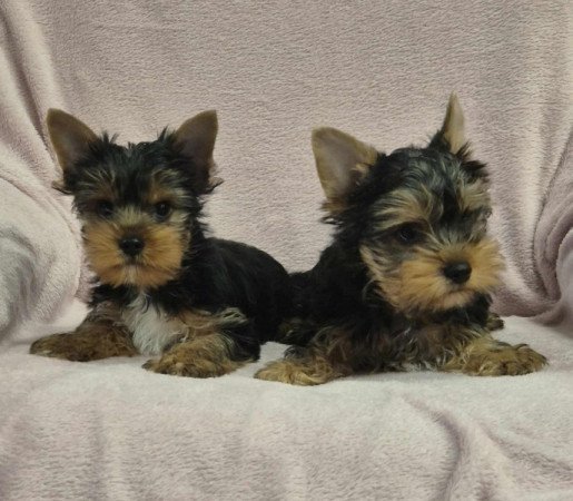 Yorkshire terrier