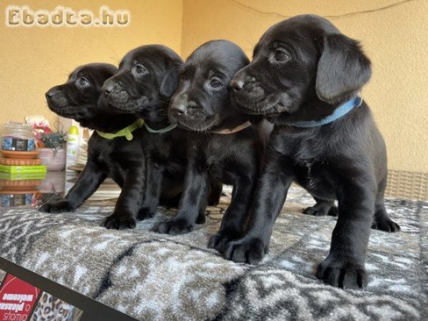 Munkavonalú labrador retriever