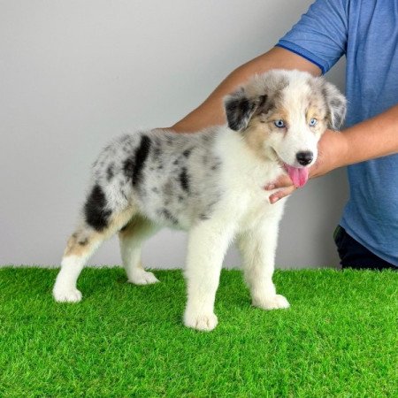 Ausztrál juhászkutya