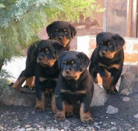 Rottweiler