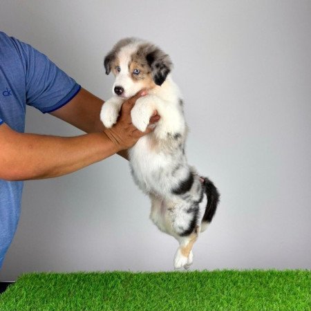 Ausztrál juhászkutya