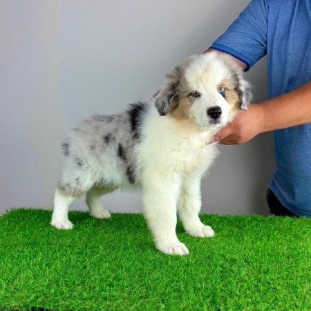 Ausztrál juhászkutya