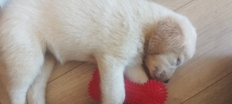 golden retriever fajtatiszta jellegű