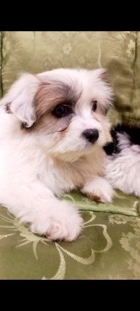 Bichon Havanese