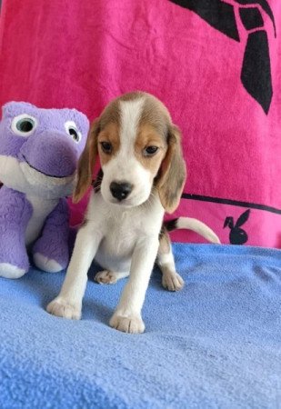 Beagle