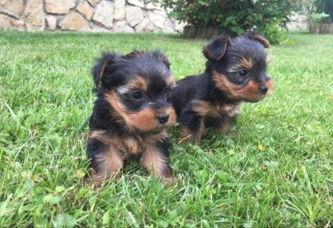 Yorkshire terrier