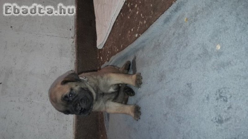 Eladó törzskönyvezett bullmastiff kiskutya
