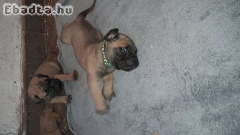Eladó törzskönyvezett bullmastiff kiskutya