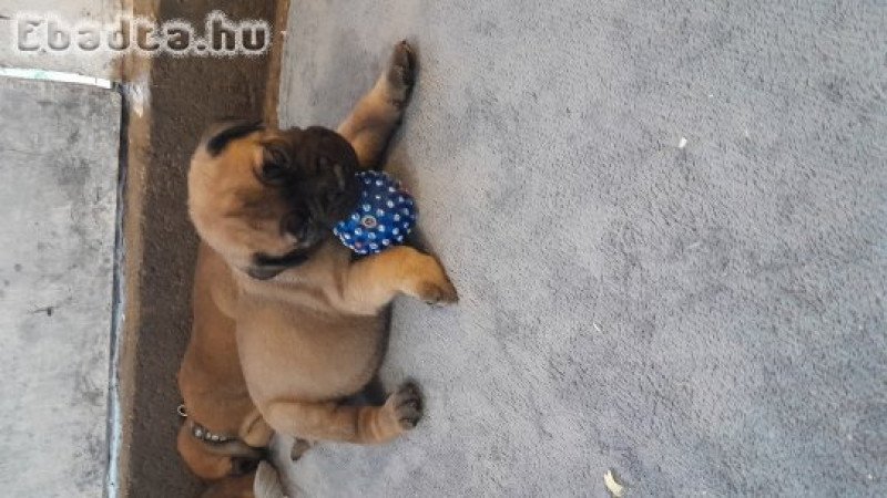 Eladó törzskönyvezett bullmastiff kiskutya