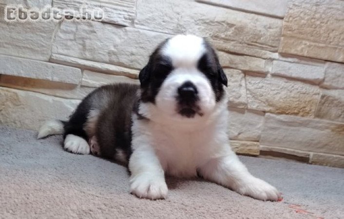 Bernáthegyi kiskutyák Minőségi Tenyészetből!