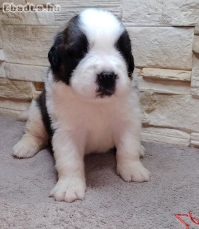 Bernáthegyi kiskutyák Minőségi Tenyészetből!