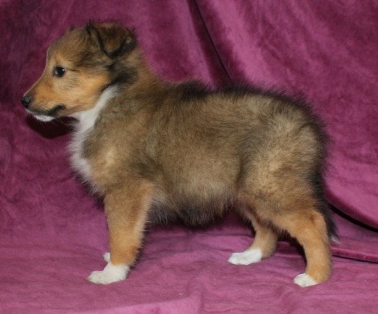 Sheltie (Shetland sheepdog)