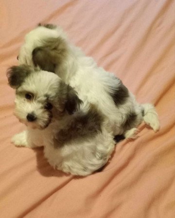 Bichon Havanese