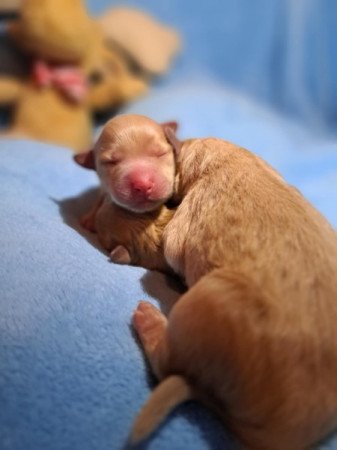 Máltai+uszkár=Maltipoo havanese bichon