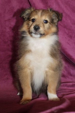 Sheltie (Shetland sheepdog)