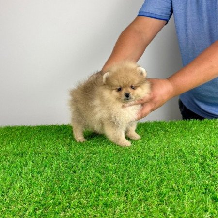 Pomerániai törpespitz