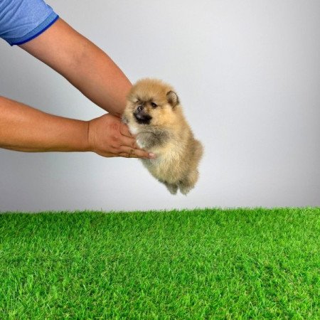 Pomerániai törpespitz