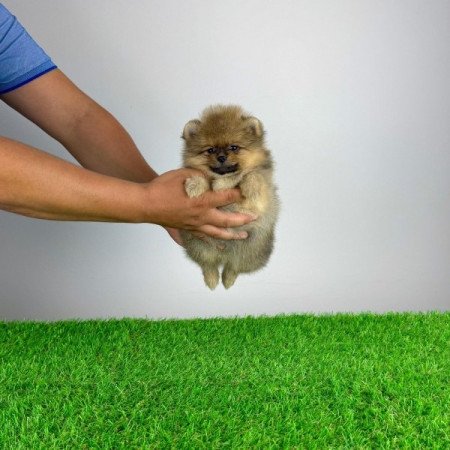 Pomerániai törpespitz