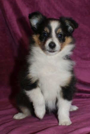 Sheltie (Shetland sheepdog)