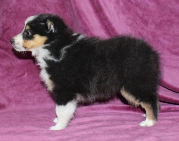 Sheltie (Shetland sheepdog)