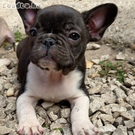 Francia bulldog kiskutyák