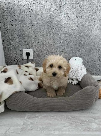 Maltipoo maltai es uszkar