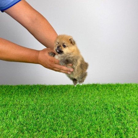 Pomerániai törpespitz