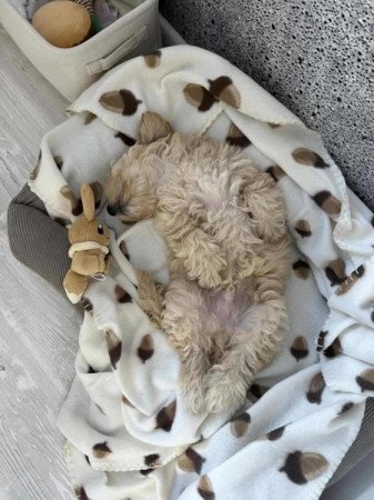 Maltipoo maltai es uszkar