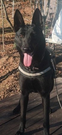 Malinois belga juhász