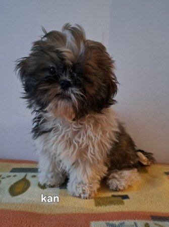 Shih-tzu