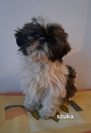 Shih-tzu