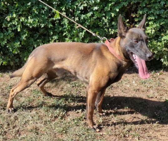 Malinois belga juhász