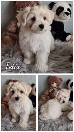 Bichon havanese