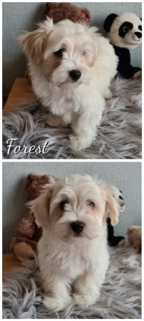 Bichon havanese