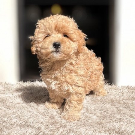 Maltipoo