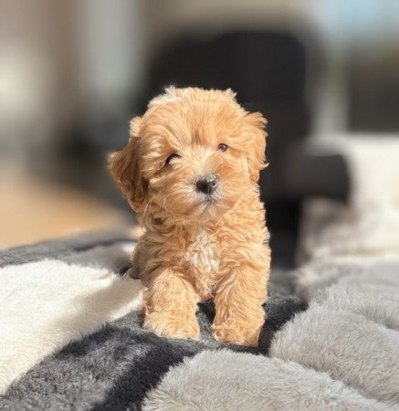 Maltipoo