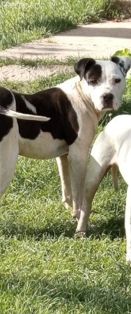Eladó fajta tiszta Amerikai pitbull terrier kan