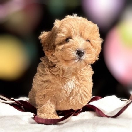 Maltipoo