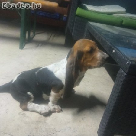 Basset hound kiskutya eladó