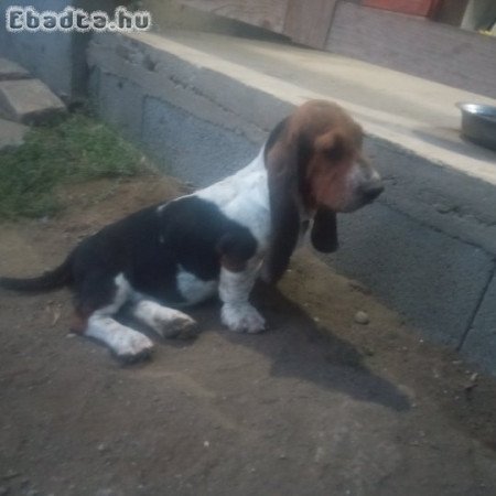 Basset hound kiskutya eladó