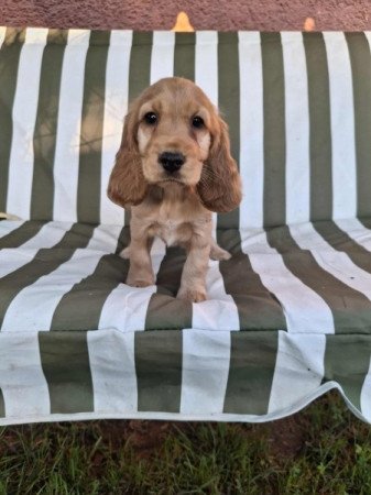 Angol cocker spániel